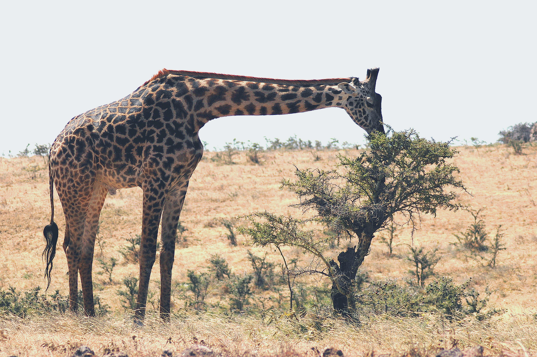 Ngoro-56 - Giraffe Eating Small Tree-522.jpg